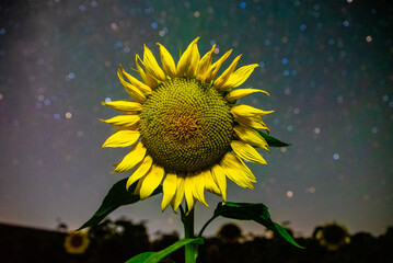 Sunflower under the starry sky