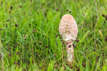 Mushroom on the meadow in the rain. Macrolepiota procera, a mushroom growing in a meadow.