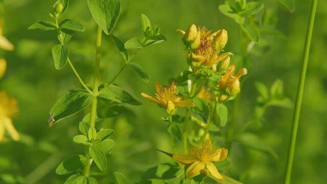 Hypericum flowers or hypericum perforatum or st john s wort, on the meadow. It s antidepressant.