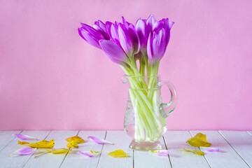 Beautiful purple flowers of autumn crocuses (colchicum autumnal) in a transparent pot on a white table on a pink background