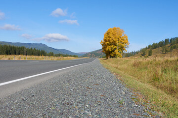 Fototapeta premium The road and a yellowed autumn tree against the blue sky.