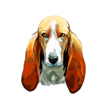 Basset Artesien Normand Dog Breed Watercolor Sketch Hand Drawn Painting Silhouette Sticker Illustration Sublimation EPS Vector Graphic