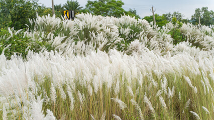 Beautiful white kash or kans grass flower, Saccharum spontaneum, during durga puja festival