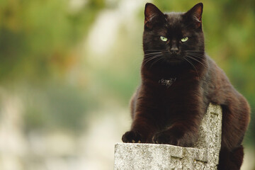 Black cat with an evil look, looking at the camera and sitting on a grave at the cemetery, as a...
