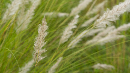 Beautiful white kash or kans grass flower, Saccharum spontaneum, during durga puja festival