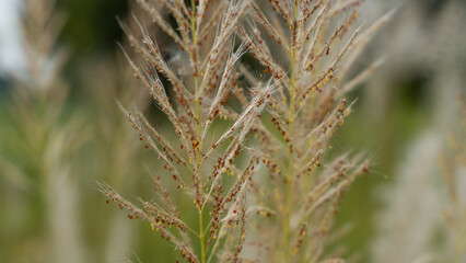 Beautiful white kash or kans grass flower, Saccharum spontaneum, during durga puja festival