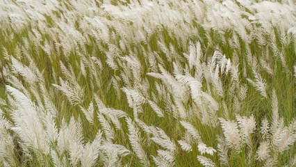 Beautiful white kash or kans grass flower, Saccharum spontaneum, during durga puja festival