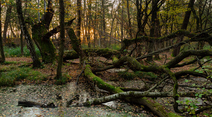 Powalone drzewa na bagnach © KoLesfot