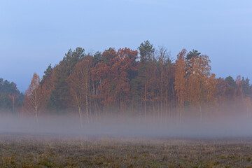 Jesienna mgła pod lasem - obrazy, fototapety, plakaty