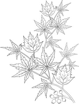 Autumn fall coloring page vector sketch hand drawn black and white leaf collection, pencil art beautiful leaf  branch isolated image on white background. 