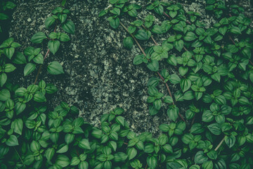Fresh Green plant leaf for background. Green Christmas backdrop for design art work or add text message.