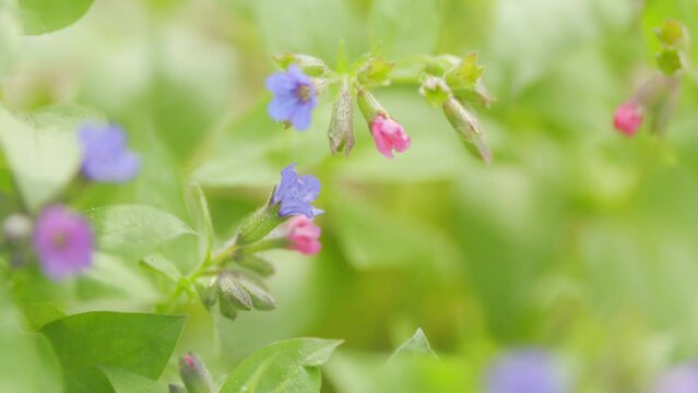 Flowers of Unspotted lungwort. Pulmonaria obscura in spring forest. Belonging to the family Boraginaceae. Close up.