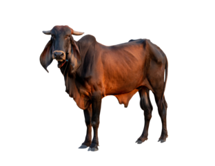 Good brahman male big cow isolate