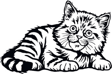Fototapeta na wymiar Domestic Cat, Peeking kitten - Cheerful kitty isolated on white - vector stock