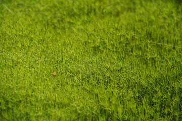 green moss carpet, forest background