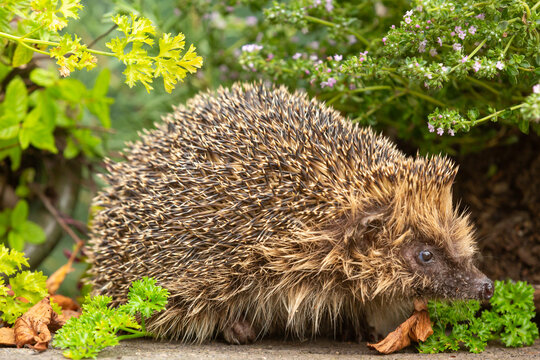 Close up of a wild, native European hedgehog foraging in a herb garden with Thyme and Parsley.  Facing right.  Scientific name: Erinaceus Europaeus.  Horizontal.  Copy Space.