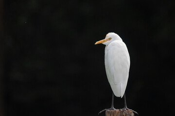 White egret (Ardea alba) standing on a branch