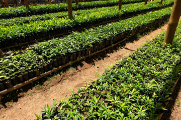 Coffee seedling plants growing in black plastic grow bags in tidy rows at a coffee farm nursery in Timor-Leste