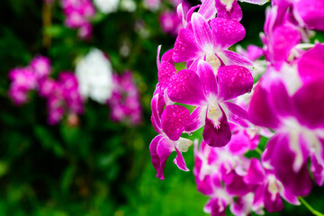 Purple fresh Orchids flowers in garden