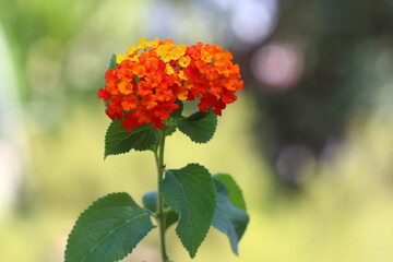 Lantana is a genus of about 150 species of perennial flowering plants in the verbena family,...