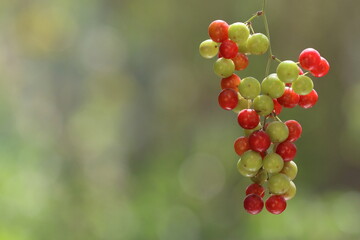 Smilax aspera is a perennial, evergreen climber with a flexible and delicate stem, with sharp thorns