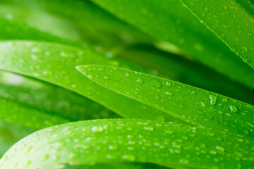 abstract stunning green leaf texture, tropical leaf foliage nature dark green background