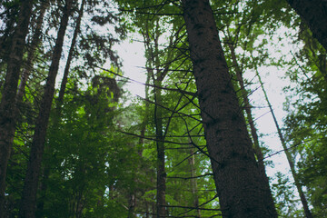 Various forest and mountain plants