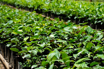Close up of coffee plant seedlings basking in the sunlight at agricultural coffee farming nursery in Timor-Leste, Southeast Asia