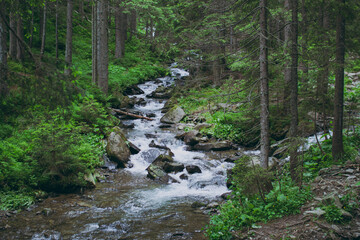 A stream in the mountains in the forest
