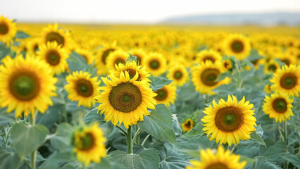 Fototapeta premium Blooming sunflowers on evening field. Blossoming plantation of sunflowers showing seeds at back sunset, closeup