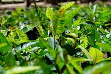 Close of up coffee plant seedling foliage on a hot, sunny day on tropical island at agricultural coffee farming nursery