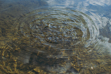 Small fish and poodles in the lake