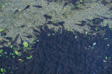 Small fish and poodles in the lake