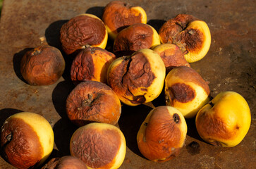 Fallen rotten yellow apples on a rusty background.