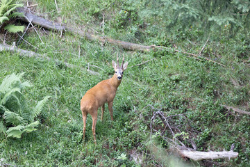 The roe deer (Capreolus capreolus), also known as the roe, western roe deer, or European roe, is a species of deer. The male of the species is sometimes referred to as a roebuck. - 531599203