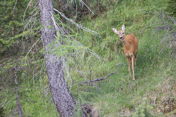 The roe deer (Capreolus capreolus), also known as the roe, western roe deer, or European roe, is a species of deer. The male of the species is sometimes referred to as a roebuck. - 531599207
