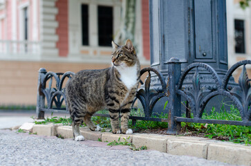 Spotted street cat walks. Yard abandoned cat looks at people. Pedigree pet. Homeless animal.
