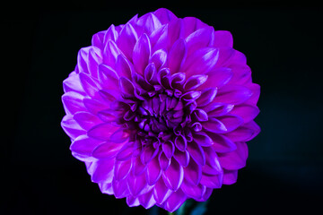 Purple Dahlia Flower