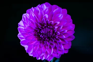 Foto op Canvas Purple Dahlia Flower © KrishnamurthyPatil