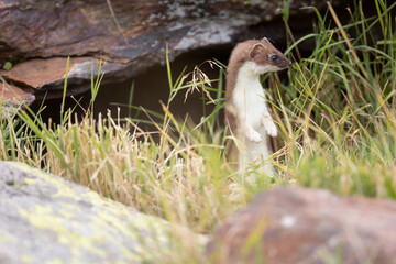 The stoat or short-tailed weasel (Mustela erminea), also known as the Eurasian ermine, Beringian ermine, or simply ermine, is a mustelid native to Eurasia and the northern portions of North America.  - 531599673