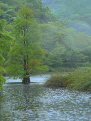 藺牟田池の落羽松