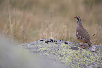 The red-legged partridge (Alectoris rufa) is a gamebird in the pheasant family Phasianidae of the order Galliformes, gallinaceous birds.  - 531599853