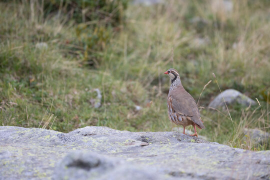 RothuhnBilder StockFotos & Videos. Adobe Stock