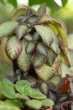episcia cupreata or flame violet ornamental plant in garden house