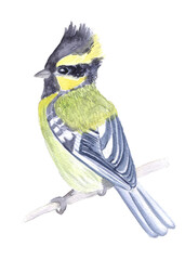 Obraz premium Himalayan tit watercolor