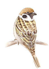 city ​​sparrow watercolor