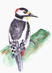 woodpecker watercolor drawing