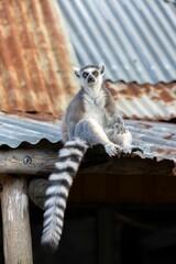 Fototapeta premium Vertical shot of a Ringtailed lemur sitting on the roof of an old building