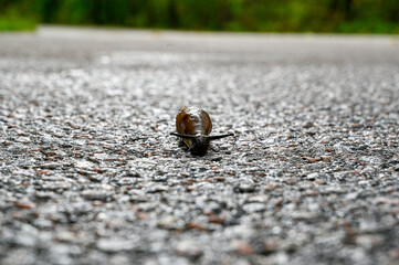 Spanish slug Arion vulgaris on dark wet tarmac