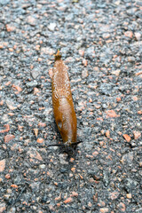 Spanish slug Arion vulgaris on dark wet tarmac